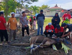 Polsek Sampaga Berqurban 4 Ekor Sapi, Dan 1 Ekor Kambing Wujud Kepedulian kepada Masyarakat